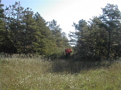 Picture 6701 (Small)
